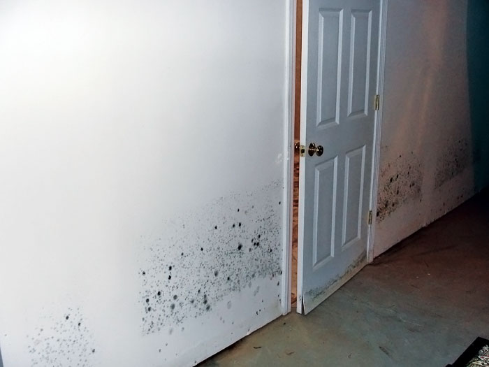 cost to remove mold drywall drywall thats been damaged by moisture and water will grow mold show significant structural weakening basement wall restoration wet repair greater fayetteville cost to remove mold drywall drywall thats been damaged by moisture and water will grow mold show significant structural weakening basement wall restoration wet repair greater fayetteville