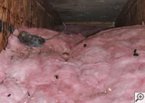 A dead mouse and its feces in a batt of fiberglass insulation in a crawl space in Wilmington.