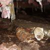 Mold, flooding water, mildew, and rot in a crawl space environment in Spring Lake.