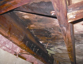mold and rot in a Wilmington crawl space
