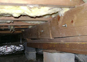 A sagging crawl space with concrete supports and wooden shimming a Havelock crawl space