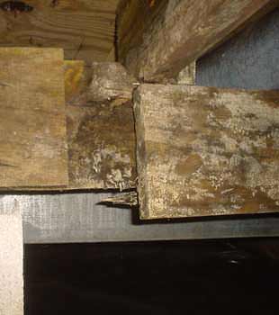 Extensive basement rot found in Greenville by Southeast Foundation & Crawl Space Repair