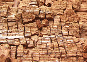 Wood severely damaged by dry rot damage in Pinehurst