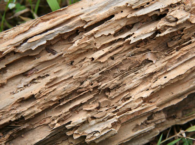 sistering floor joists termite damage