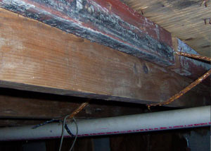 Rotting, decaying wood from mold damage in Supply