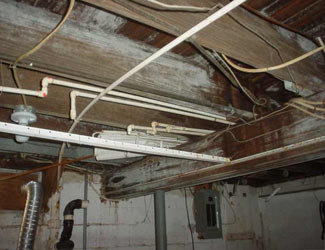 a humid basement overgrown with mold and rot in Leland